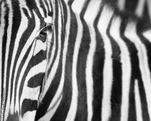 Naklejka ścienna Zebra background