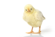 Adorable Baby Chick Chicken On White Background