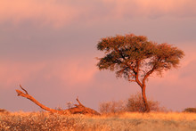 Desert Landscape, Kalahari