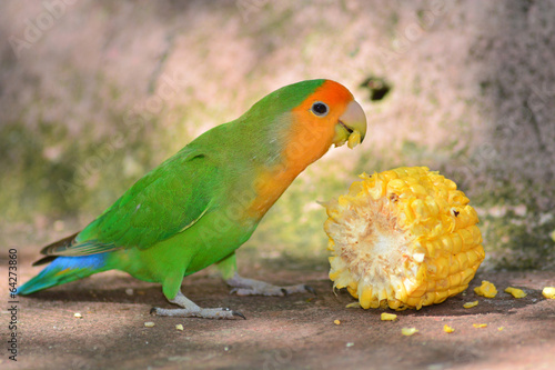 Board z aluminiowym obramowaniem Zielony lovebird