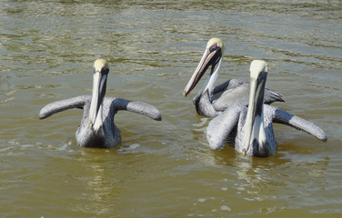 Sticker - Pelicans