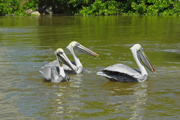 Sticker - Pelicans