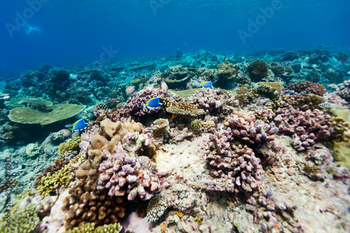  Fototapeta akwarium   rafa-koralowa-pod-woda