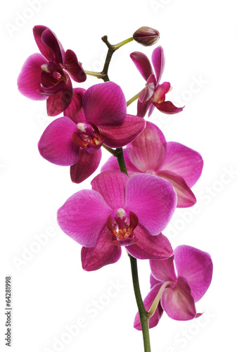 Plakat na papierze fotorealistycznym Różowa orchidea