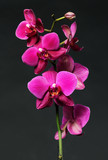 Fototapeta Storczyk - pink orchid on black
