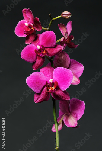 Plakat na papierze fotorealistycznym Różowa orchidea na czarnym