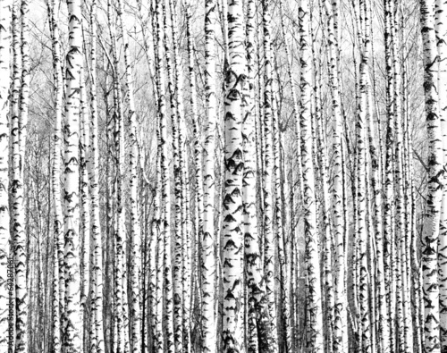 Fototapeta na wymiar Spring trunks of birch trees black and white