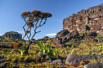 Wall Mural - table mountain