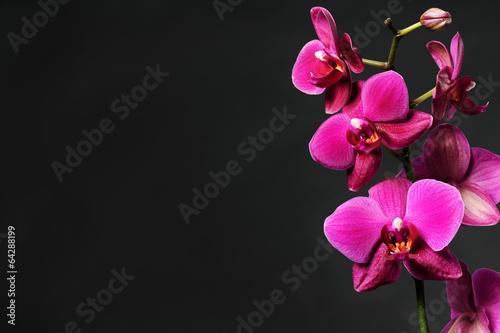 Plakat na papierze fotorealistycznym Różowa orchidea na czarnym