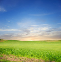 Wall Mural - Green field and blue sky