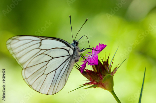 Tapeta ścienna Motyl na kwiat