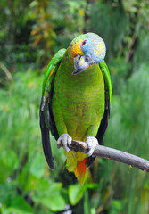 Wall Mural - Parrot in the rainforest perching on a branch