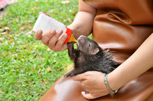 Zookeeper Feeding Baby Porcupine