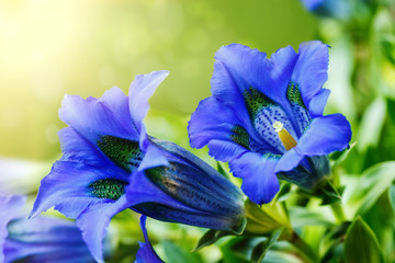 trumpet gentiana blue spring flower in garden