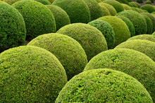 Boxwood  - Green Garden Balls In France,