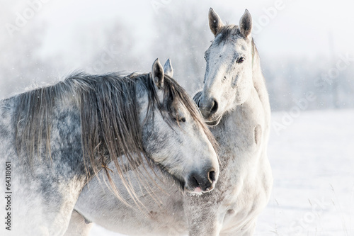 Fototapeta do kuchni Portrait of two grey horses in winter