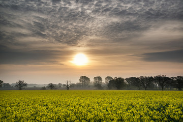 Wall Mural - Sunrise dawn landscape over rapeseed canola field