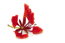 Flame Tree Flower Isolated On The White Background