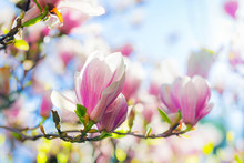 Beautiful Blossoming Magnolia Tree In The Spring Time