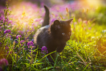 Little Black Kitten Sitting In Flowers