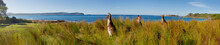 Kangaroos On Watch At An Australian Beach