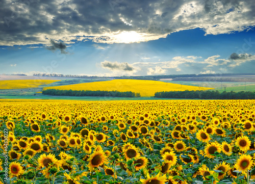 Nowoczesny obraz na płótnie Sunrise over sunflower fields