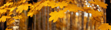 Yellow Autumn Maple Leaves, Panorama, Banner - Yellow Leaves On The Background Of A Park, Closeup With Space For Text