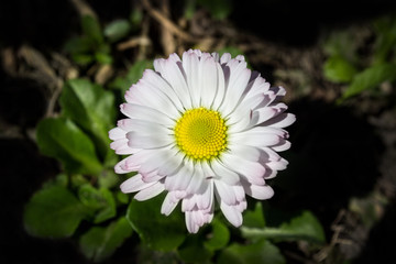 daisy macro view