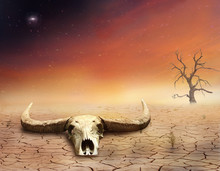 Skull In The Desert