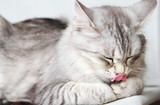Fototapeta Koty - silver cat of siberian breed at three years,female adult