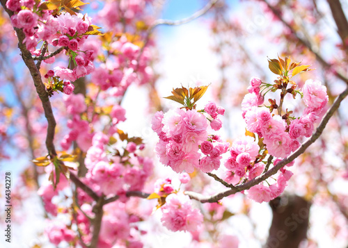 Naklejka samoprzylepna Sakura. 