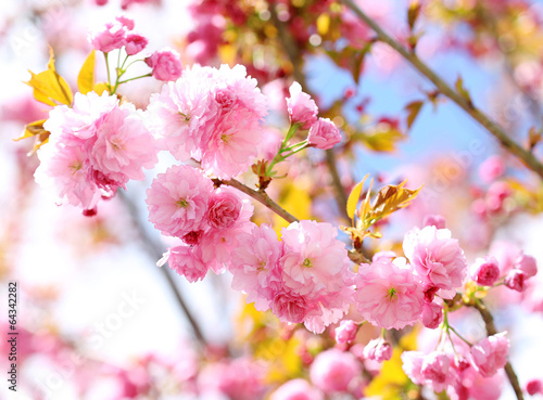 Naklejka samoprzylepna Sakura. 