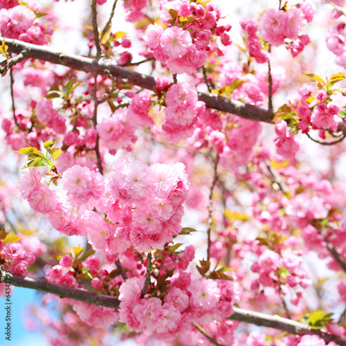Board z aluminiowym obramowaniem Sakura. 