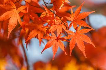 red maple leaves in autumn