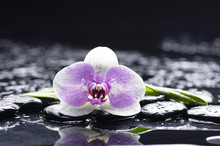 Macro Of White Orchid And Zen Stones On Wet Background