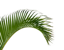 Green Palm Leaves Isolated On White Background, Clipping Path In