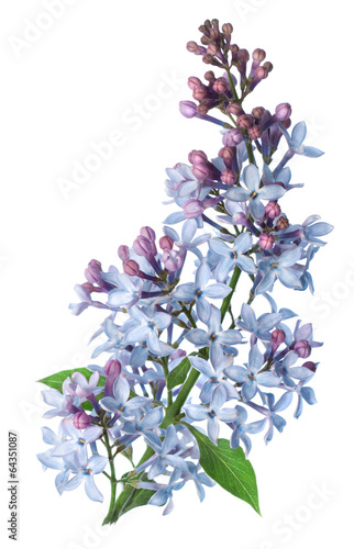 Naklejka - mata magnetyczna na lodówkę Branch Lilac