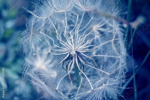 Obraz na płótnie canvas Bliska dandelion