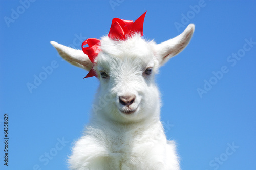 Fotografia  young baby goat with red bow-knot