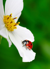 Ladybug and flower