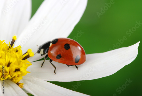 Obraz w ramie Ladybug and flower