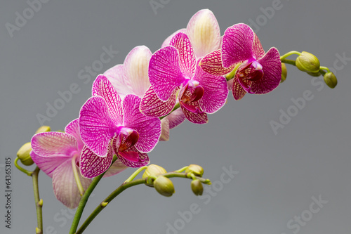 Plakat na papierze fotorealistycznym Orchidea.