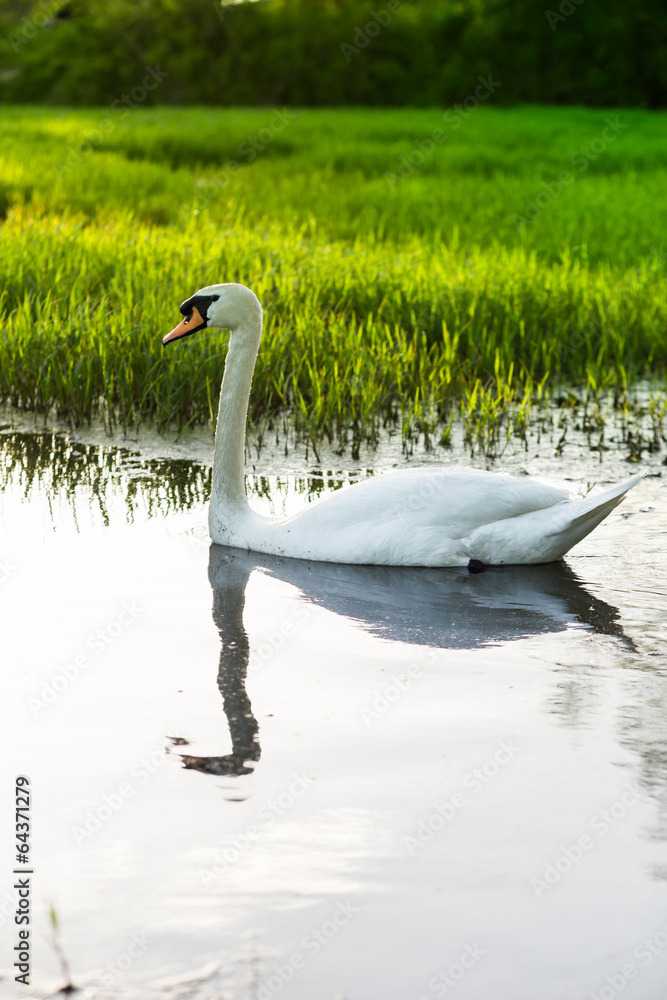 Swan in lake on sunny day - obrazy, fototapety, plakaty 