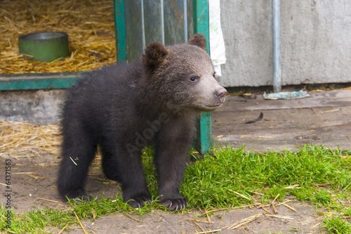 Plakat na papierze fotorealistycznym Niedźwiedź brunatny (ursus arctos)