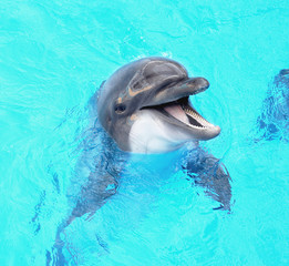 Glad beautiful dolphin smiling in a blue swimming pool water on