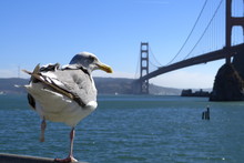 Seagull In Front Of Golden Gate Bridge