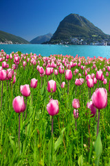 Wall Mural - View to tulips, Lugano city, Monte San Salvadore and Lugano lake