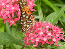 Gulf Fritillary Butterfly On Flower