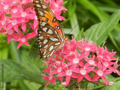 Tapeta ścienna Zatoka fritillary Motyl na kwiat