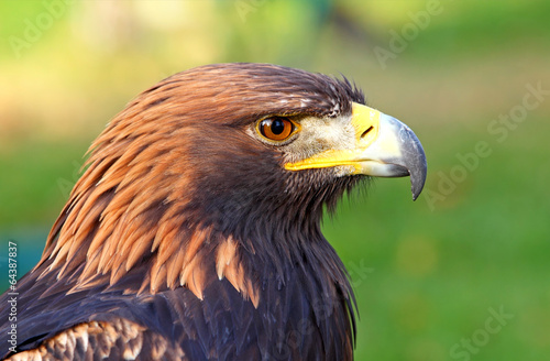Fototapeta ptaki portret-zlotego-orla-aquila-chrysaetos